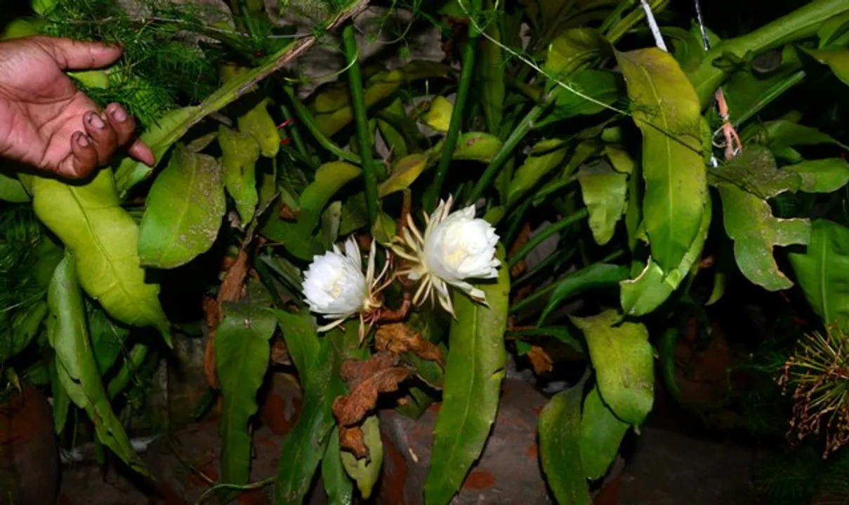  ପୁରୀ ଅଠରନଳାସ୍ଥିତ ବାମଦେବ ନାୟକଙ୍କ ବଗିଚାରେ ଫୁଟିଥିବା ପାରିଜାତ ଫୁଲ