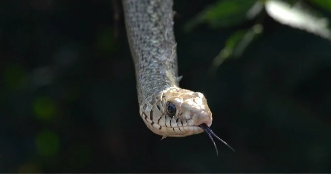  ସାପ କାମୁଡ଼ାରେ ବୃଦ୍ଧା ମୃତ