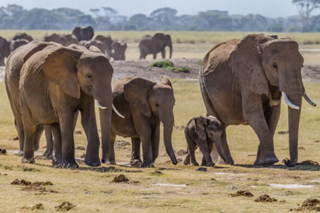  Herd of bush elephants, in Amboseli national park, south Kenya. 