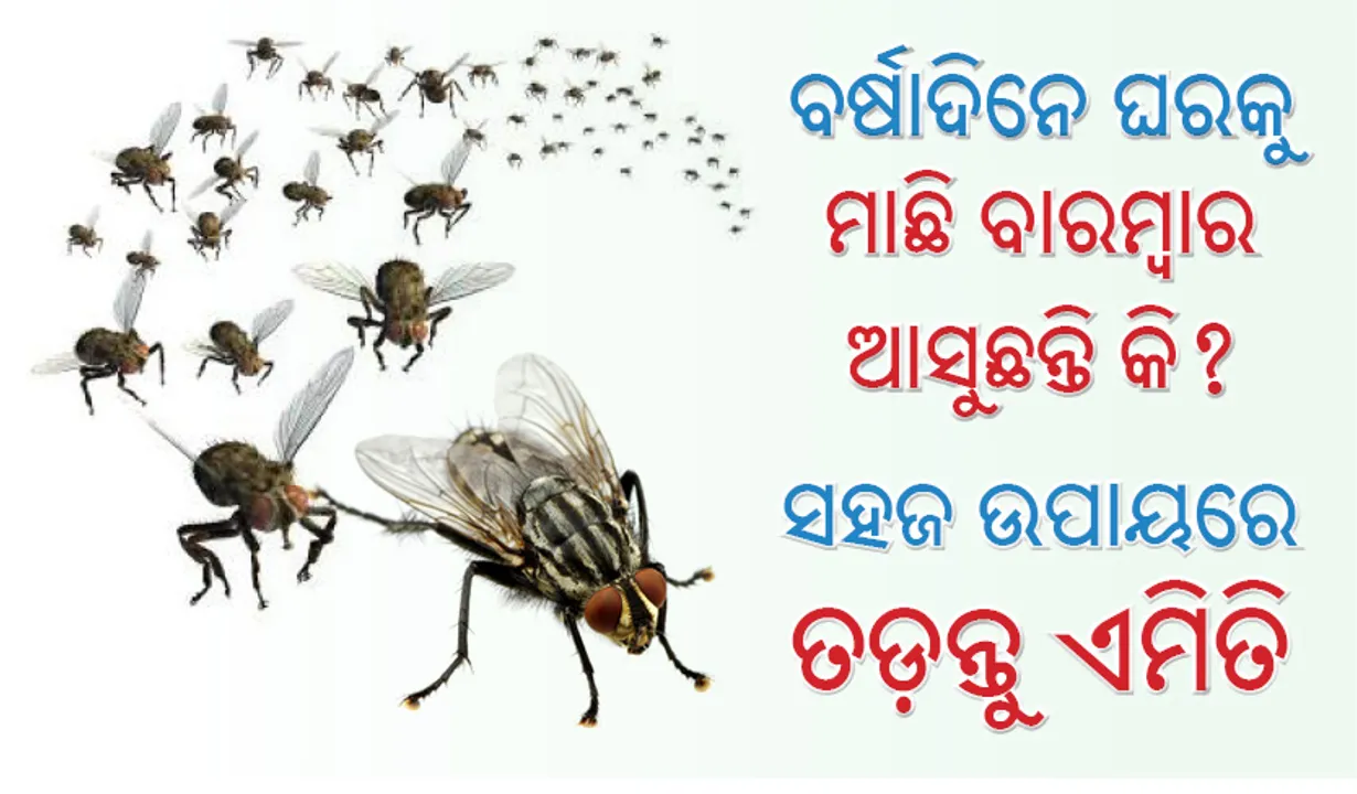  ବର୍ଷାଦିନେ ମାଛି ବାରମ୍ବାର ଆସୁଛନ୍ତି କି? କରନ୍ତୁ ଏହି ଘରୋଇ ଉପାୟ ଆଉ ଆସିବେନି ମାଛି