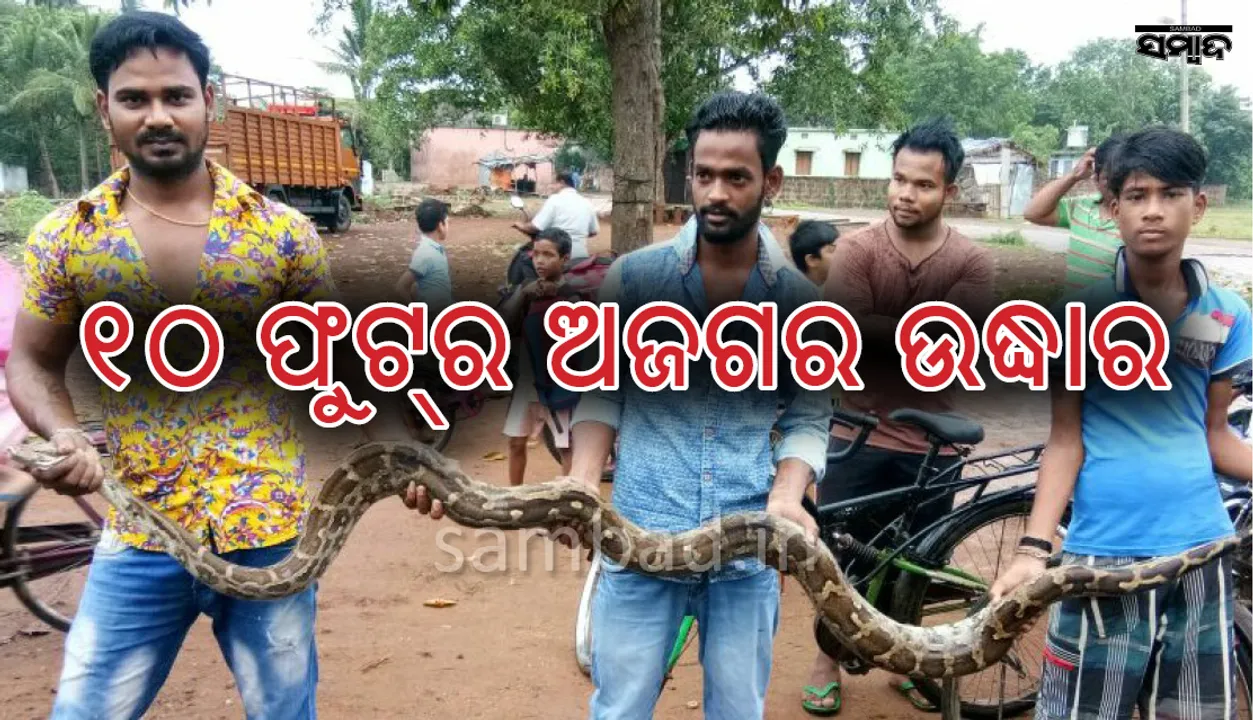  ୧୦ ଫୁଟ୍‌ ଲମ୍ବର ଅଜଗର ସାପ ଉଦ୍ଧାର