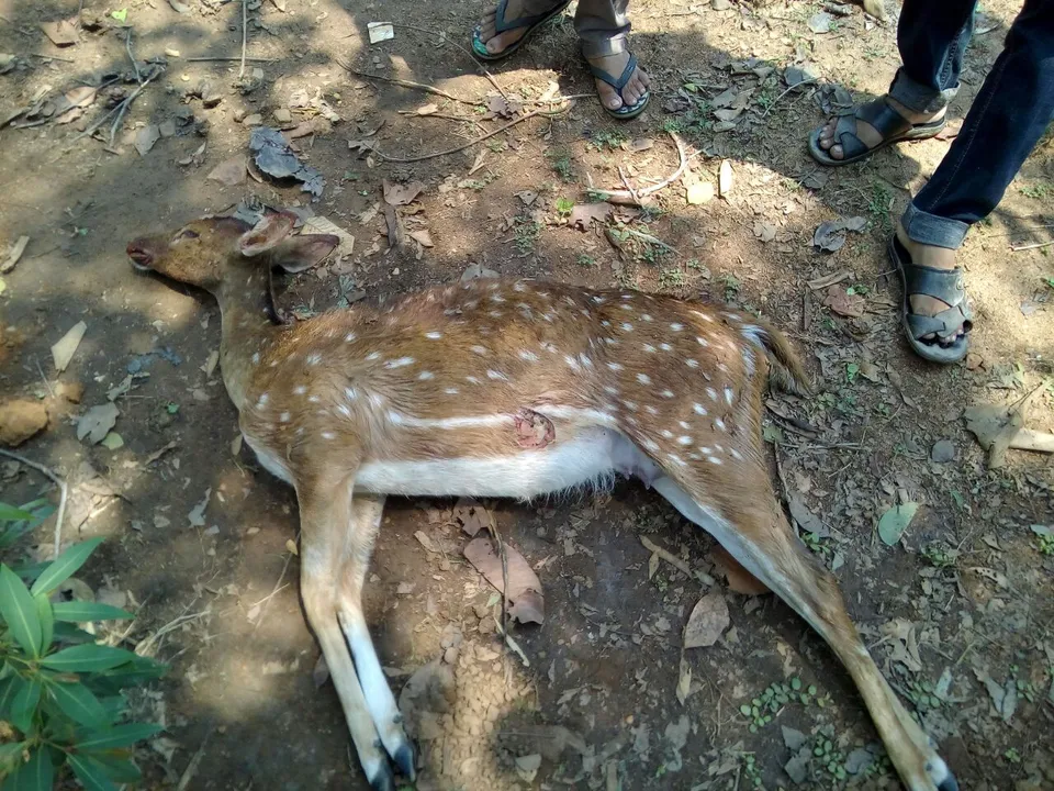  ଥମୁନି ଚନ୍ଦକାରେ ବନ୍ୟପ୍ରାଣୀ ଶିକାର