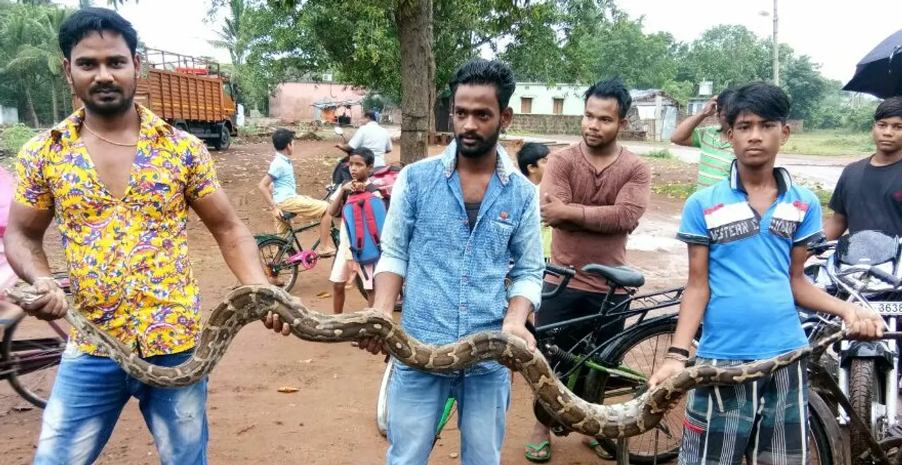  ଅନ୍ଧାରୁଆରୁ ଅଜଗର ଉଦ୍ଧାର