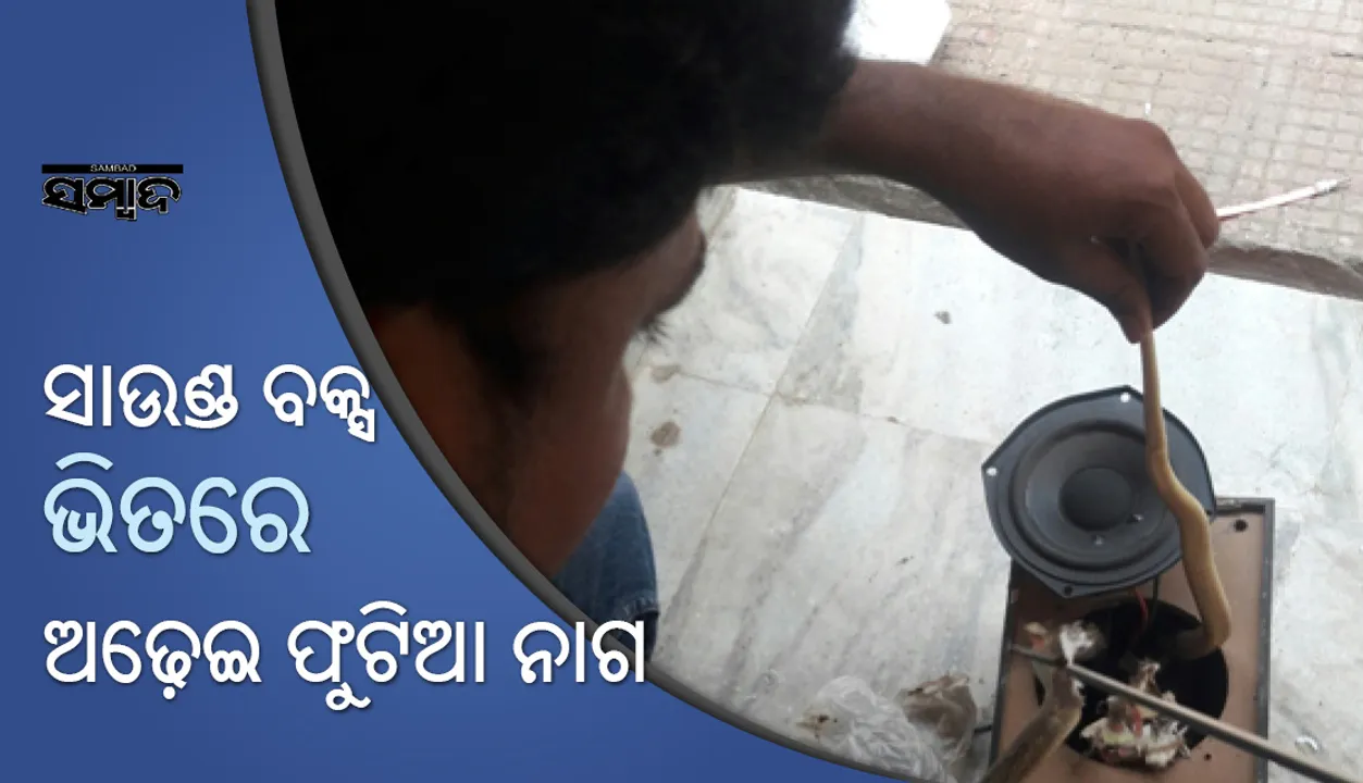  ସାଉଣ୍ଡ୍‌ ବକ୍ସ ଭିତରେ ଅଢ଼େଇ ଫୁଟିଅା ନାଗ : ଏସି ଭିତରୁ ବି  ବାହାରିଥିଲା ସାପ