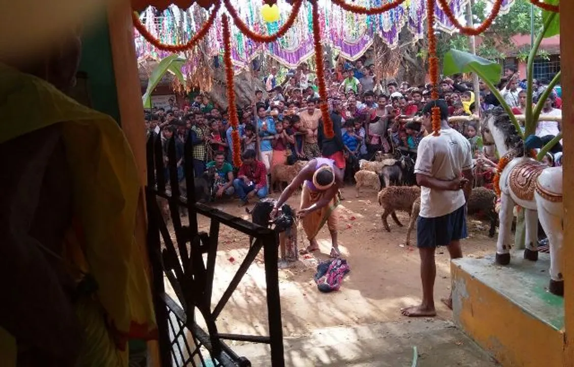  ରଜରେ ରକ୍ତରଂଜିତ ମା’ରାମଚଣ୍ଡୀ ପୀଠ: ୪୬ଟି ପଶୁ ବଳି