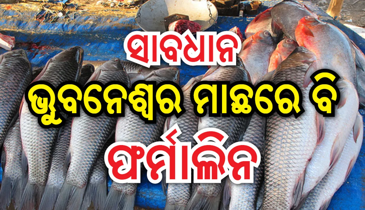  ପରୀକ୍ଷାରୁ ଧରାପଡ଼ିଲା ସତ: ଭୁବନେଶ୍ୱରରେ ବିକ୍ରିହେଉଥିବା ମାଛରେ ଦିଆଯାଉଛି ଫର୍ମାଲିନ