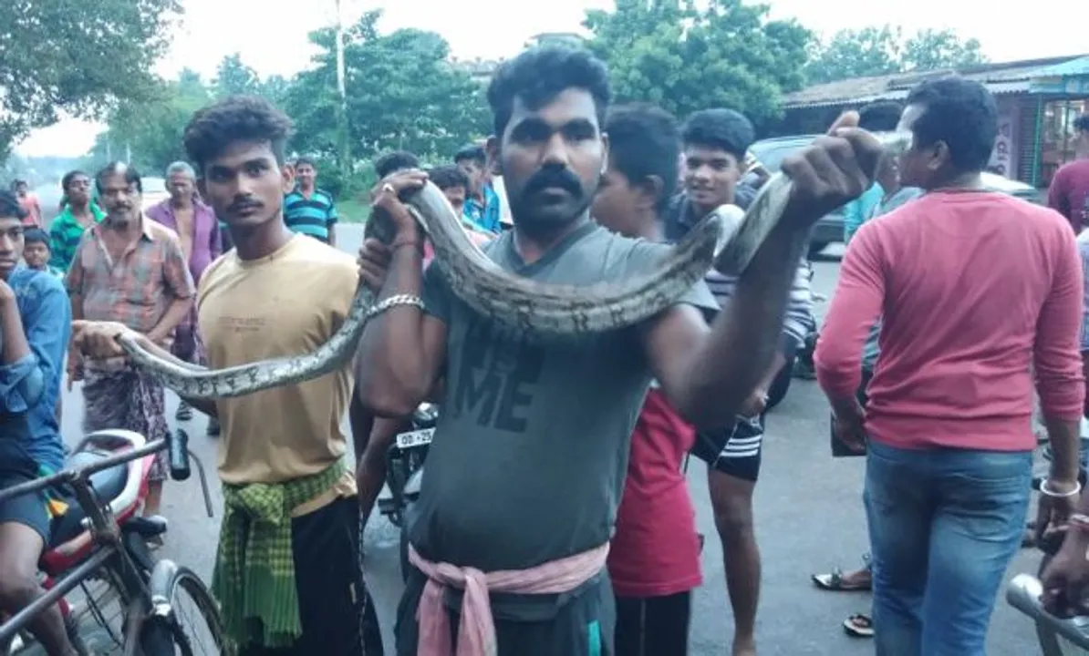  ବୋଲଗଡ଼ ବ୍ଲକ୍‌ କାର୍ଯ୍ୟାଳୟ ନିକଟ ନୂଆପୋଖରୀ ହୁଡ଼ାରୁ ସୋମବାର ମଧ୍ୟାହ୍ନରେ ଏକ ୬ଫୁଟ ଲମ୍ବର ଅଜଗର ସାପ ସ୍ଥାନୀୟ ଯୁବକମାନଙ୍କ ଦ୍ୱାରା ଉଦ୍ଧାର