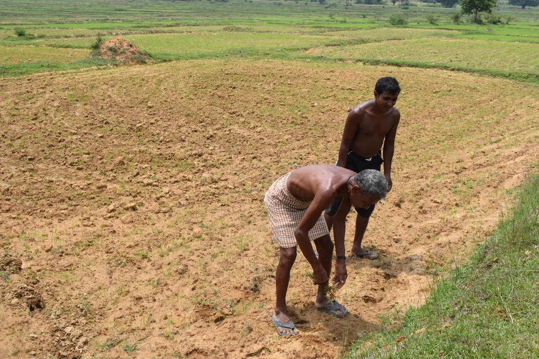  ଖଜଣା ଦେଉଛନ୍ତି ରାମେଶ୍ୱର, ଚାଷ କରୁଛନ୍ତିି ରଥୀ