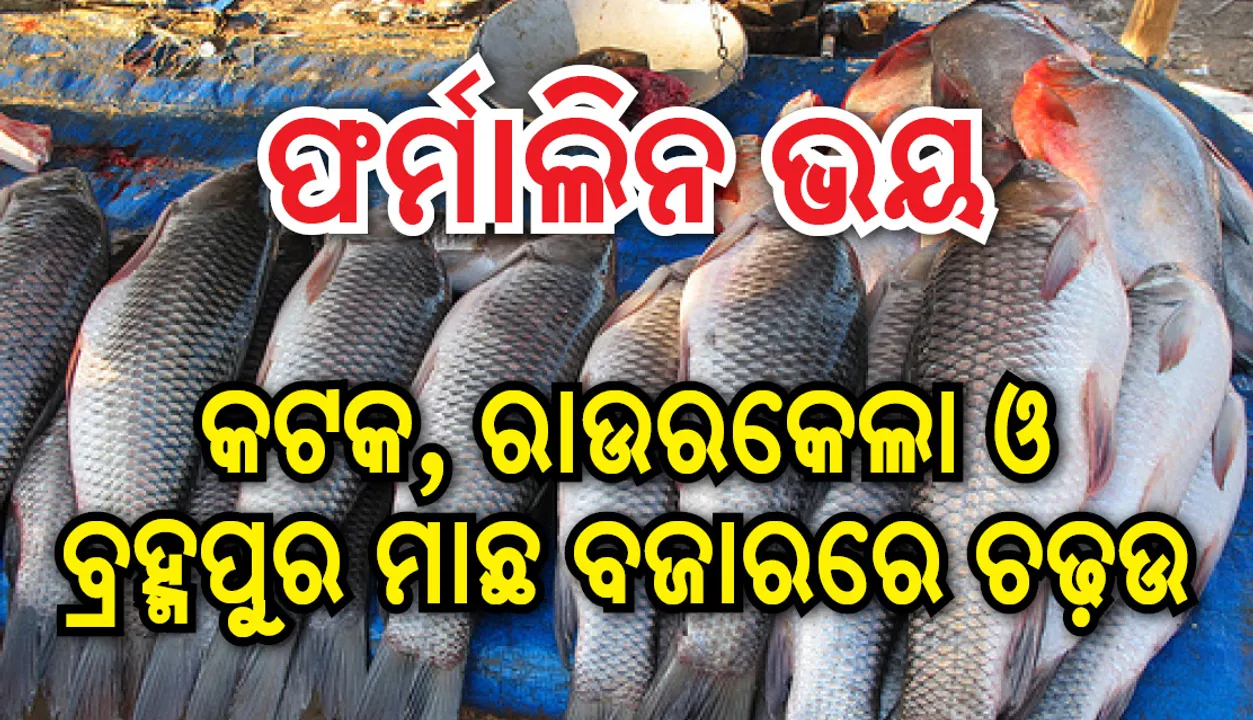  ମାଛରେ ଫର୍ମାଲିନ ଭୟ: କଟକ, ବ୍ରହ୍ମପୁର, ରାଉରକେଲାରେ ଚାଲିଛି ନମୂନା ସଂଗ୍ରହ