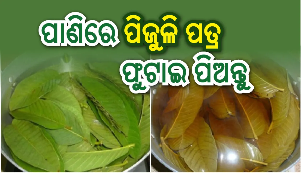 ପାଣିରେ କିଛି ପିଜୁଳି ପତ୍ର ମିଶାଇ ତାକୁ ଫୁଟାଇ କରନ୍ତୁ ଏହି ଉପାୟ , ମିଳିବ ଅନେକ ଫାଇଦା