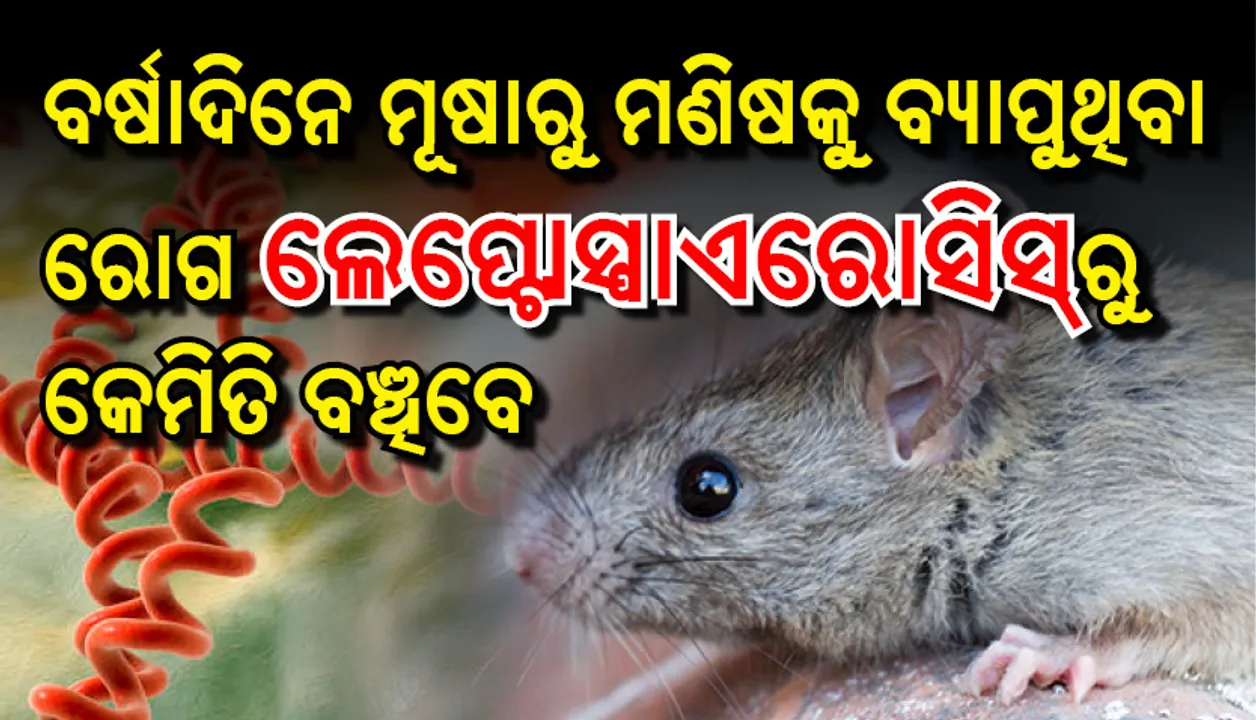  ବର୍ଷାଦିନେ ମୂଷାରୁ ମଣିଷକୁ ବ୍ୟାପୁଥିବା ରୋଗ ଲେପ୍ଟୋସ୍ପାଏରୋସିସ୍‌ରୁ କେମିତି ବଞ୍ଚିବେ
