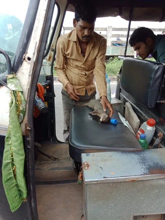  ମଝି ରାସ୍ତାରୁ ଆହତ ନେଉଳକୁ ଉଦ୍ଧାର କଲେ