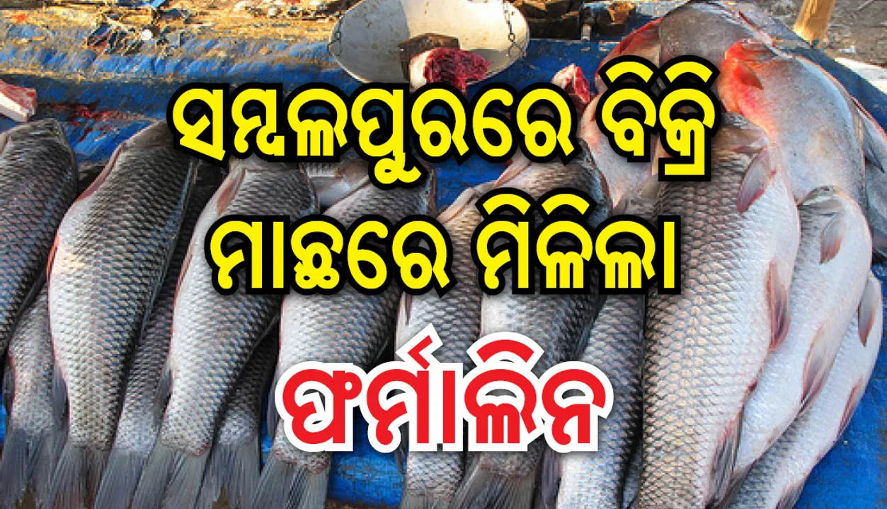  ସମ୍ବଲପୁରରେ ବିକ୍ରି ମାଛରେ ମିଶିଛି ଫର୍ମାଲିନ, ଆସାମ ପରେ ଗୋଆ ବ୍ୟାନ କଲା ଆନ୍ଧ୍ରାମାଛ