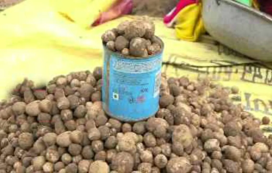  ନବରଙ୍ଗପୁରରେ ମିଳୁଛି ମହଙ୍ଗା ଛତୁ, କିଲୋ ହେଉଛି ୧୫ଶହ ଟଙ୍କା