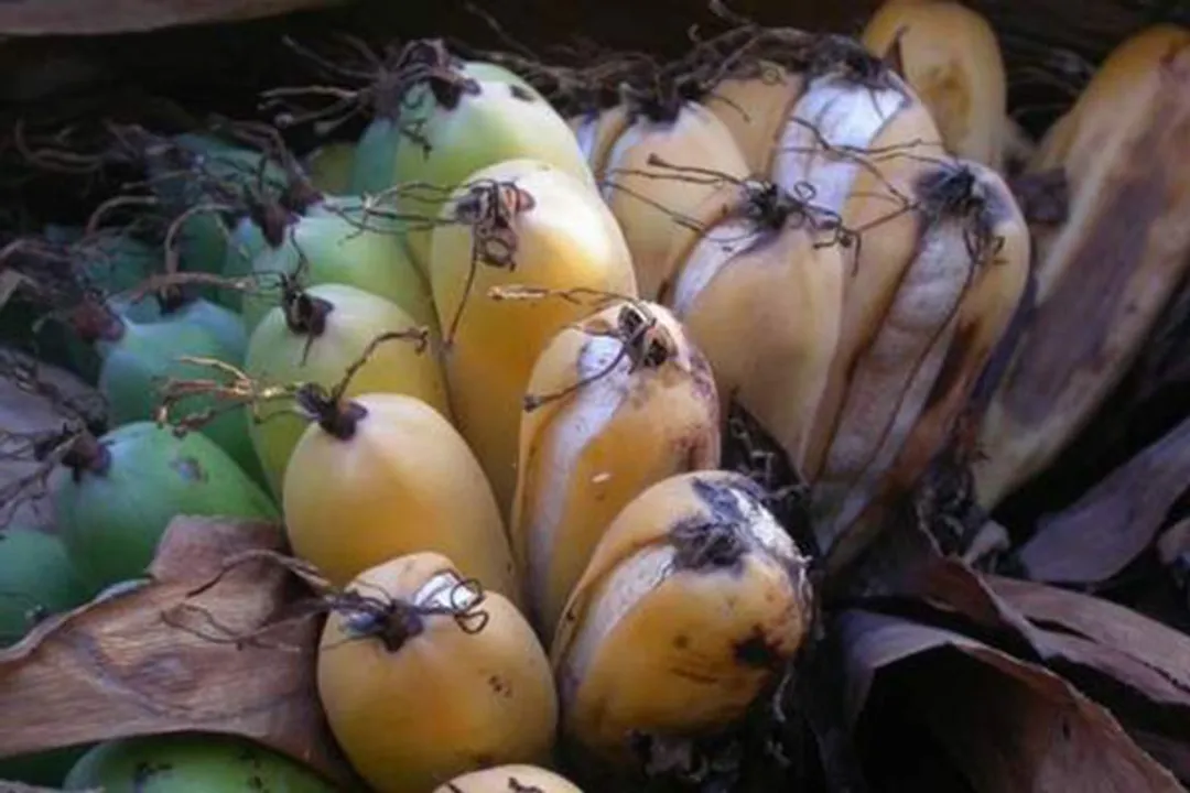  ଦୁନିଆରୁ ବିଲୋପ ହୋଇ ପାରେ କଦଳୀ