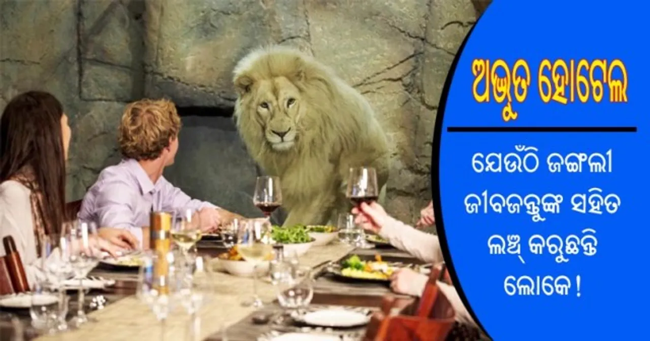  ଅଦ୍ଭୁତ ହୋଟେଲ : ଯେଉଁଠି ଜଙ୍ଗଲୀ ଜୀବଜନ୍ତୁଙ୍କ ସହିତ ଲଞ୍ଚ୍‌ କରୁଛନ୍ତି ଲୋକେ!