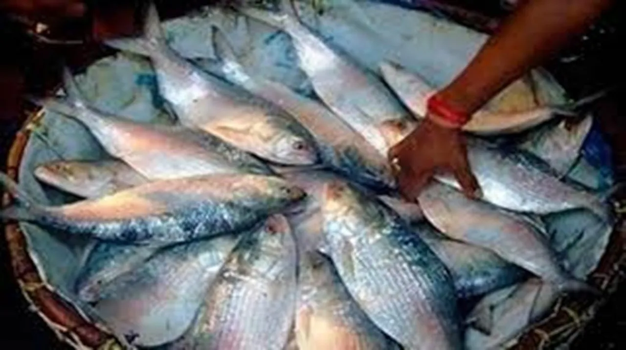  ଶସ୍ତା ହେଲା ଇଲିିସି, ୧୫୦୦ ପରିବର୍ତ୍ତେ କିଲୋ ହେଲା ୧୫୦ଟଙ୍କା