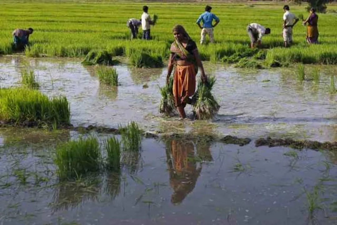  ୨୬୬ କୋଟିର ୨୯ଟି କୃଷି ପ୍ରକଳ୍ପକୁ ମଞ୍ଜୁରି