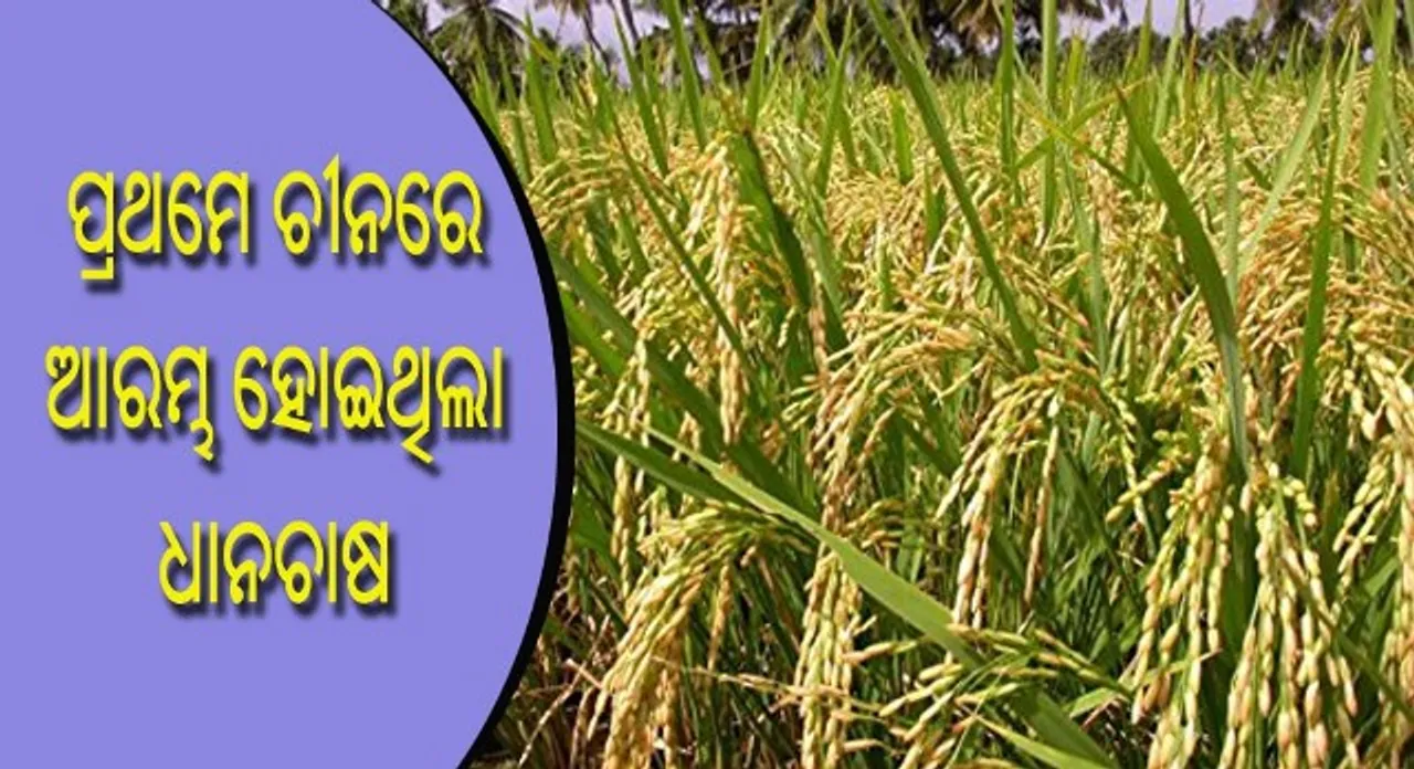  ୧୦ ହଜାର ବର୍ଷ ପୂର୍ବେ ପ୍ରଥମେ ଚୀନରେ ଆରମ୍ଭ ହୋଇଥିଲା ଧାନଚାଷ!