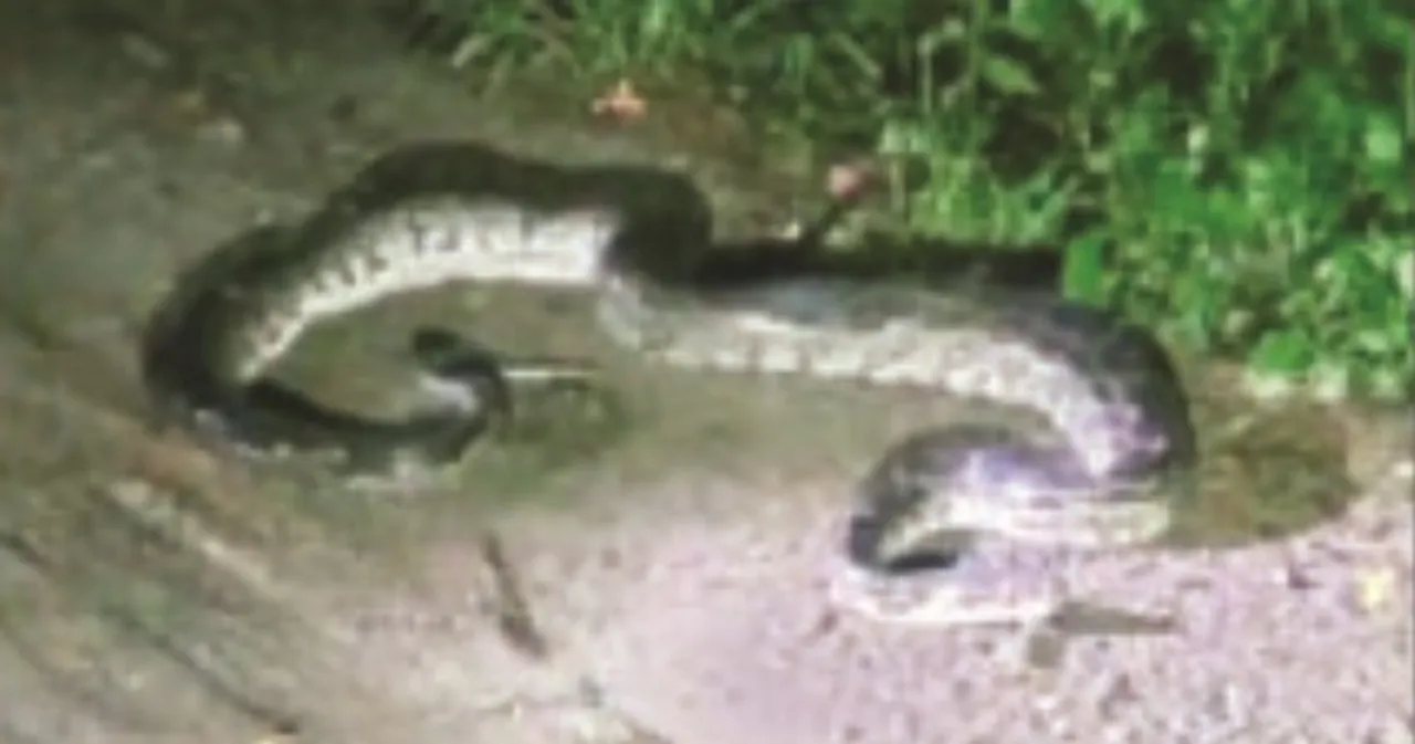  ସାବେରୀ ବିଦ୍ୟାପୀଠରୁ ଅଜଗର ଉଦ୍ଧାର