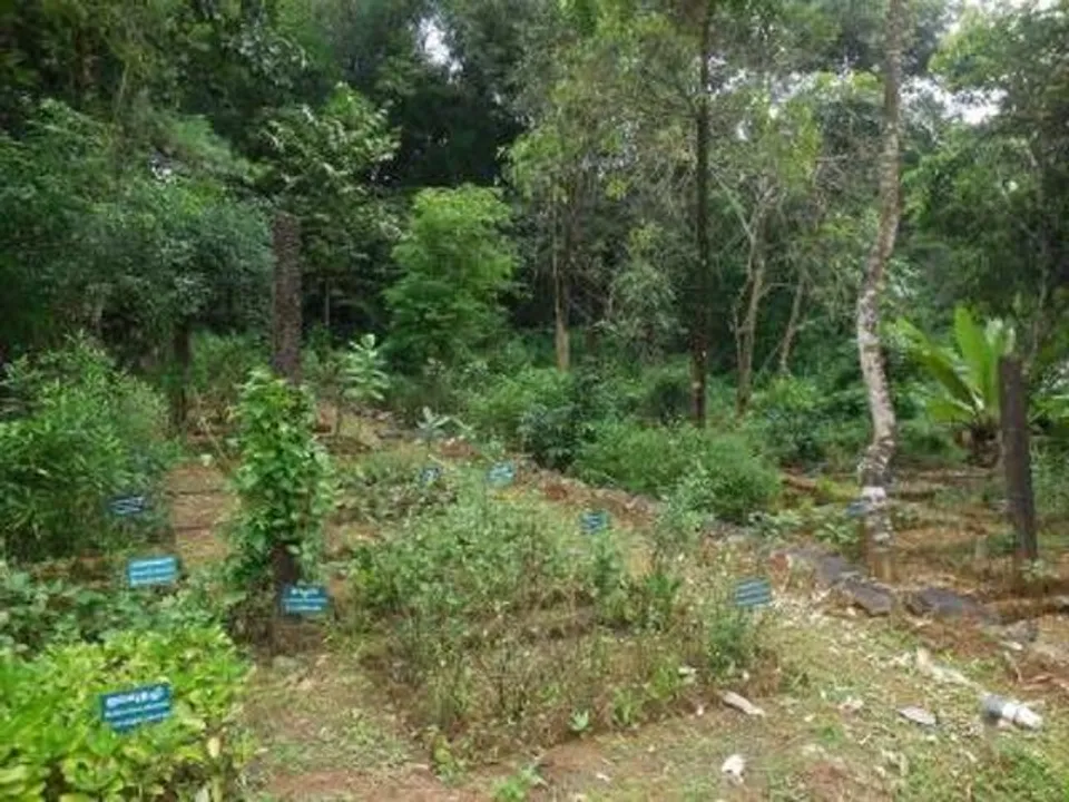  ପୁନରୁଦ୍ଧାର ହେବ ଔଷଧୀୟ ବଗିଚା