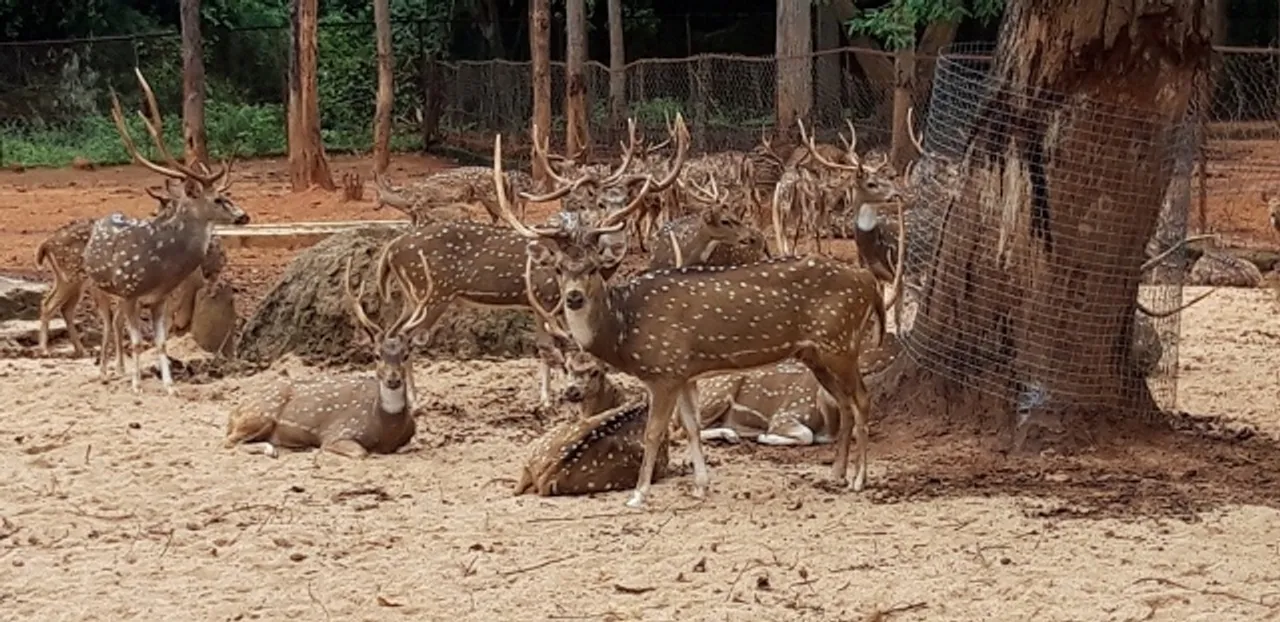  ସମସ୍ୟା ଘେରରେ ଦଶପଲ୍ଲା ମୃଗ ବିହାର