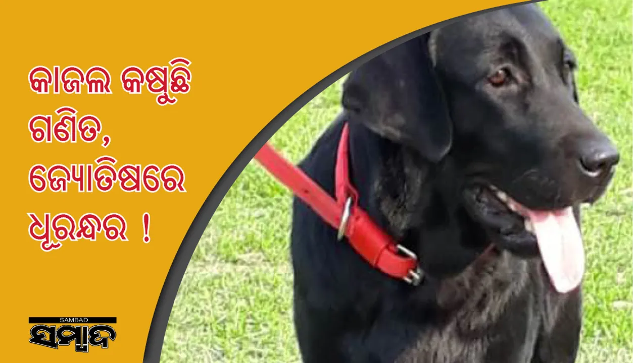 ପୁଲିସ ବିଭାଗର ପ୍ରଥମ ବୁଦ୍ଧିଆ କୁକୁର : ‘କାଜଲ’ କଷୁଛି ଗଣିତ, ଜ୍ୟୋତିଷରେ ଧୂରନ୍ଧର