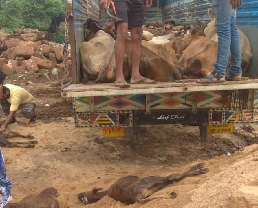  ବେଆଇନ ଗୋରୁ ଚାଲାଣ : ୩୦ରୁ ଊର୍ଦ୍ଧ୍ୱ ମୃତ ବାଛୁରି ଉଦ୍ଧାର