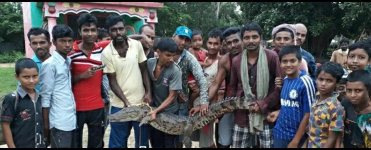  ମାଲକାନଗିରି: ପୋଖରୀରେ ୫ଫୁଟ୍‌ର କୁମ୍ଭୀର, ଜାଲରେ ଧରାପଡ଼ିଲା