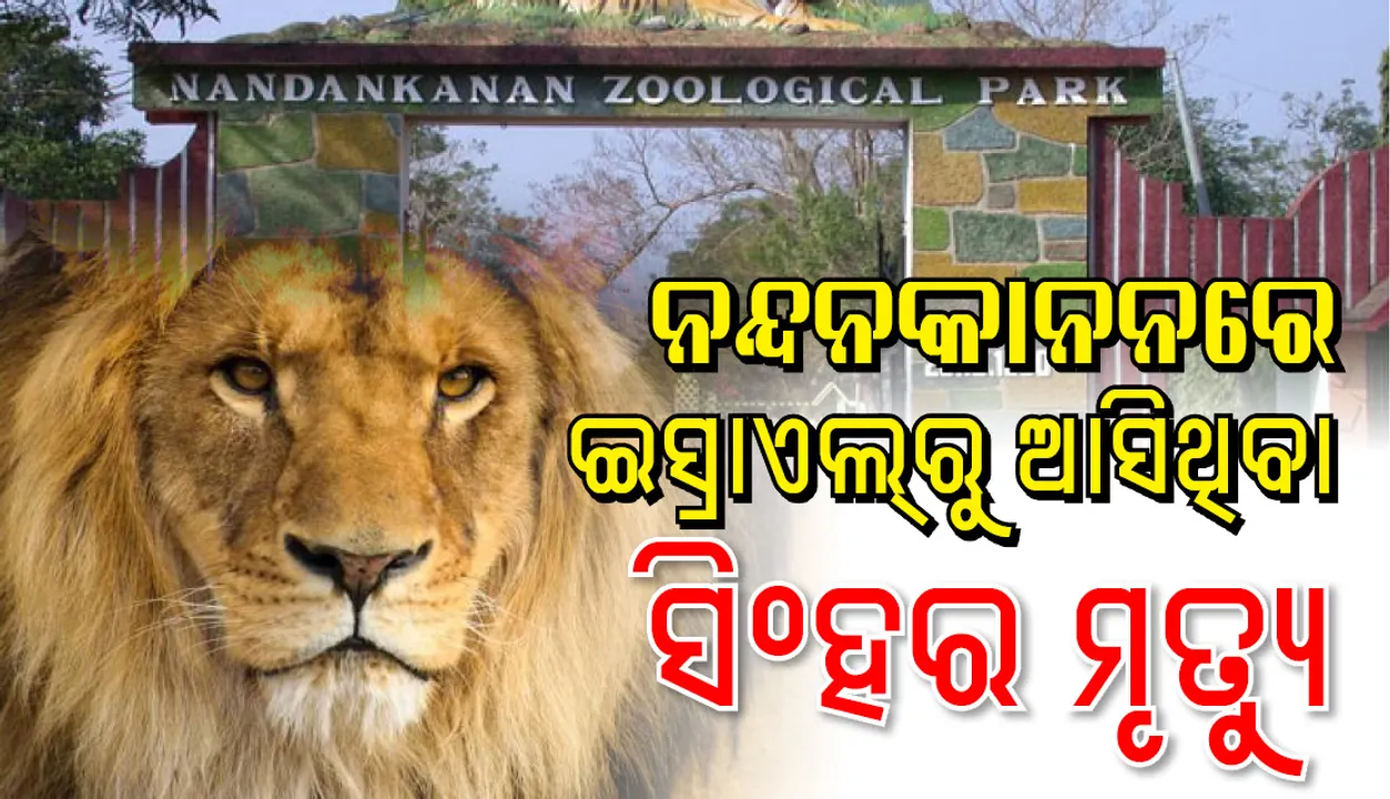  ୮ ବର୍ଷର ଆଫ୍ରିକୀୟ ସିଂହ ଇସ୍ରାଏଲରୁ ଆସି ନନ୍ଦନକାନନରେ ମଲା