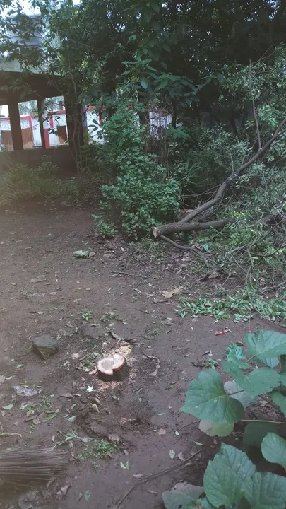  ଶିବ ମନ୍ଦିର ବେଢ଼ାରୁ ଚନ୍ଦନଗଛ ଚୋରି