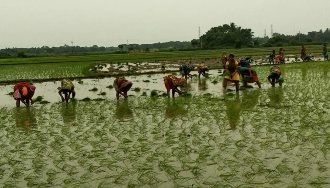  ବାଲିପାଟଣା ଅଞ୍ଚଳରେ ଧାନତଳି ରୋଇବାରେ ବ୍ୟସ୍ତ କୃଷି ଶ୍ରମିକ