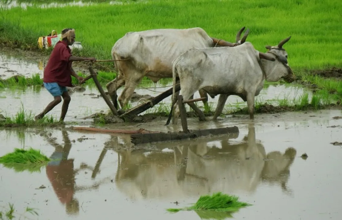  ରାଜ୍ୟର ୯୦ ପ୍ରତିଶତ ଚାଷୀ ପରିବାର ଋଣଗ୍ରସ୍ତ