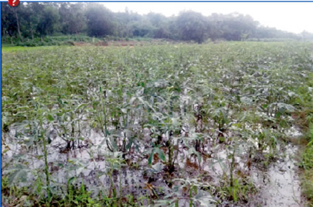  ଅନିୟମିତ ବର୍ଷା ଉଜାଡ଼ିଲା ଚାଷ:ଜୁନରେ କେଞ୍ଚାଏ, ଜୁଲାଇରେ ମେଞ୍ଚାଏ