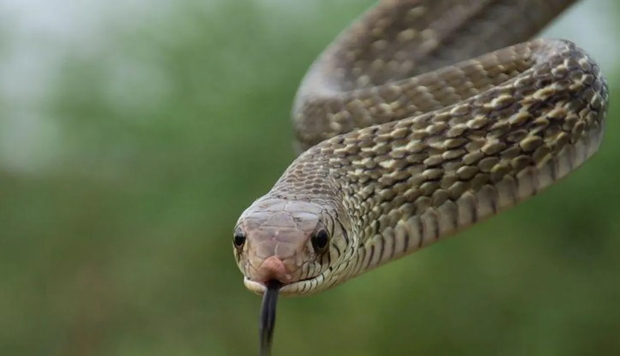  ସାପ କାମୁଡ଼ାରେ ଗଲା ଦୁଇ ଜୀବନ