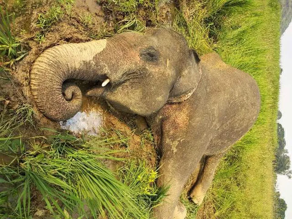  ହାତୀ ଲଢ଼େଇରେ ଦନ୍ତା ମୃତ