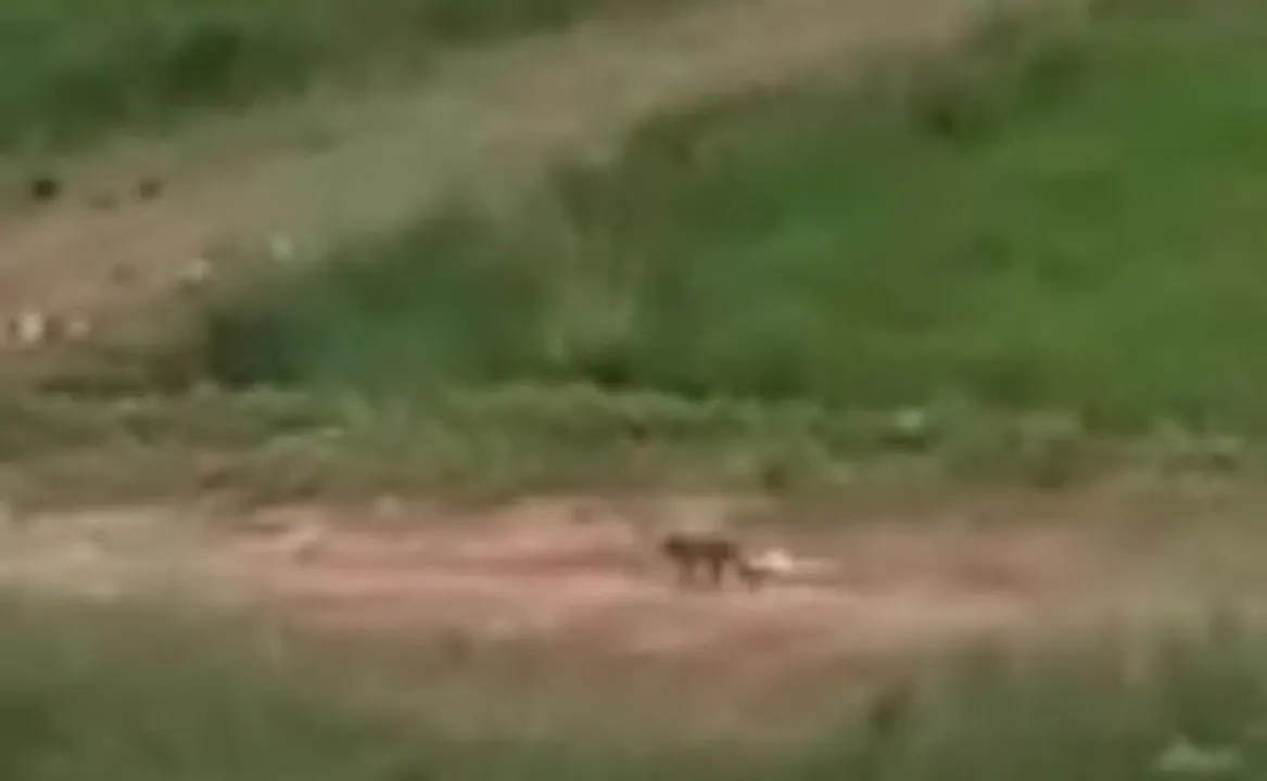  ଓରକଳରେ ବାଘ ଆତଙ୍କ