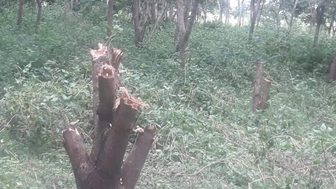  ଗ୍ରାମ୍ୟ ଜଙ୍ଗଲରୁ ଲକ୍ଷାଧିକ ଟଙ୍କାର ଗଛ କାଟିନେଲେ ଦୁର୍ବୃତ୍ତ