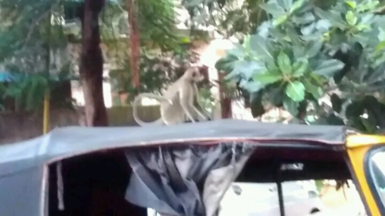  ଚନ୍ଦ୍ରଶେଖରପୁରରେ ମାଙ୍କଡ଼ ଆତଙ୍କ