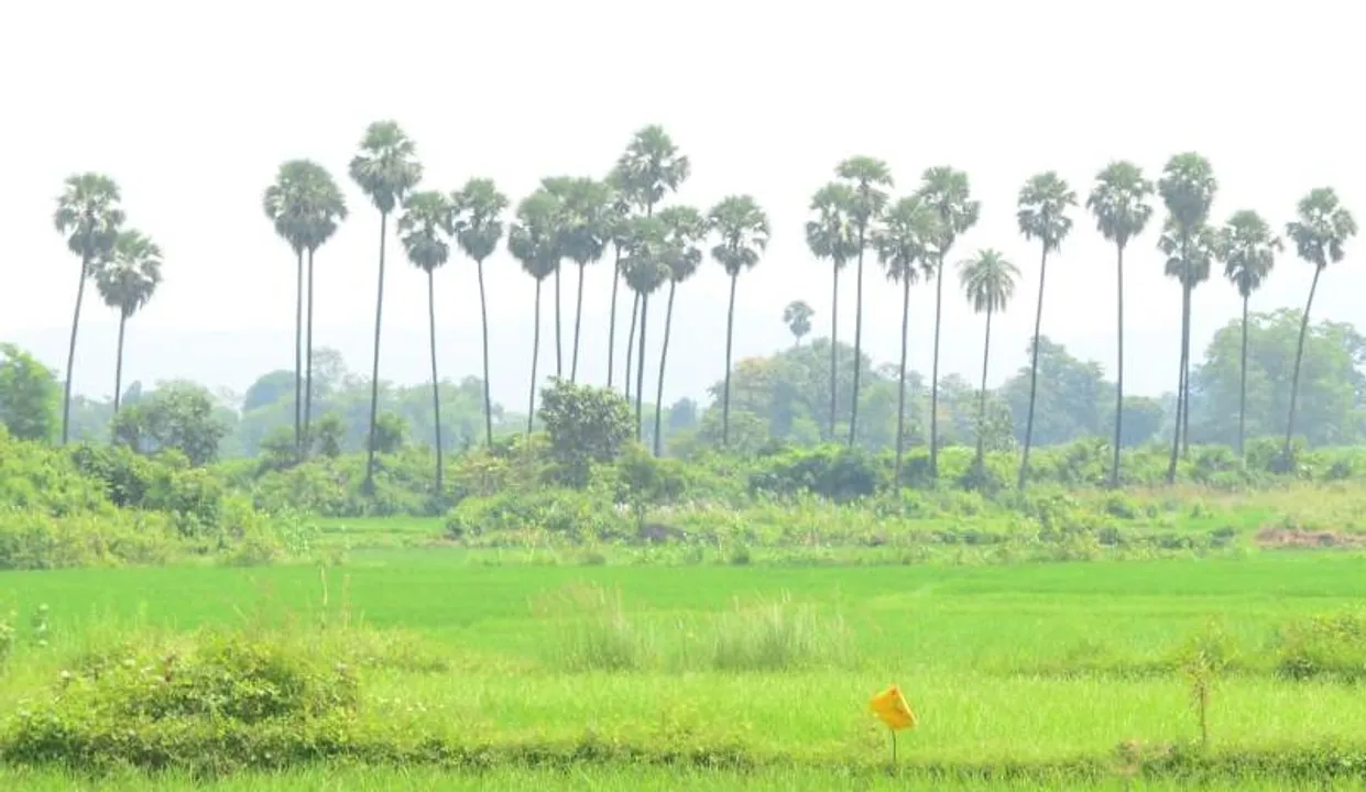  ସବୁଜିମା ଫସଲ ଭିତରେ ହସୁଛି ତାଲବଣ। (ଫଟୋ: ନରେଶ, ସମ୍ବଲପୁର)