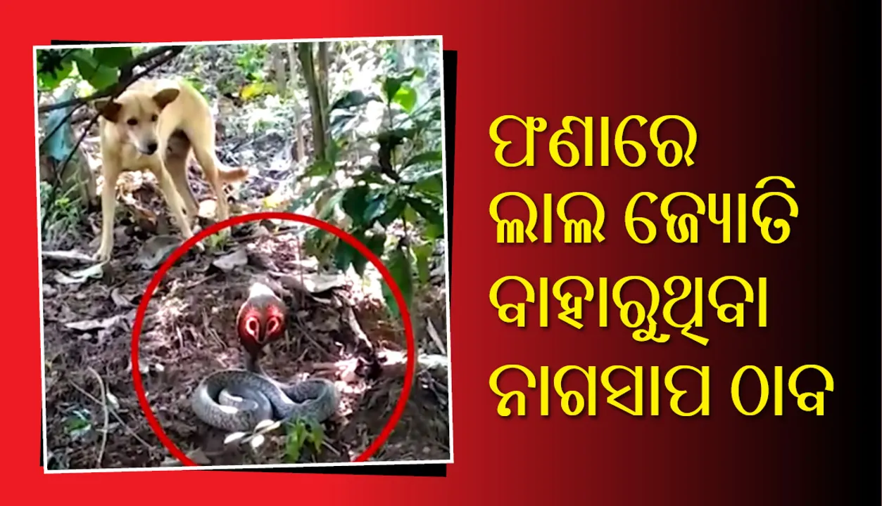  ନାଗସାପ ଫଣାରେ ଲାଲ ଜ୍ୟୋତି, ଦୈବୀଶକ୍ତିଯୁକ୍ତ ଭାବି ଲୋକେ ଆରମ୍ଭ କଲେ ପୂଜାର୍ଚ୍ଚନା