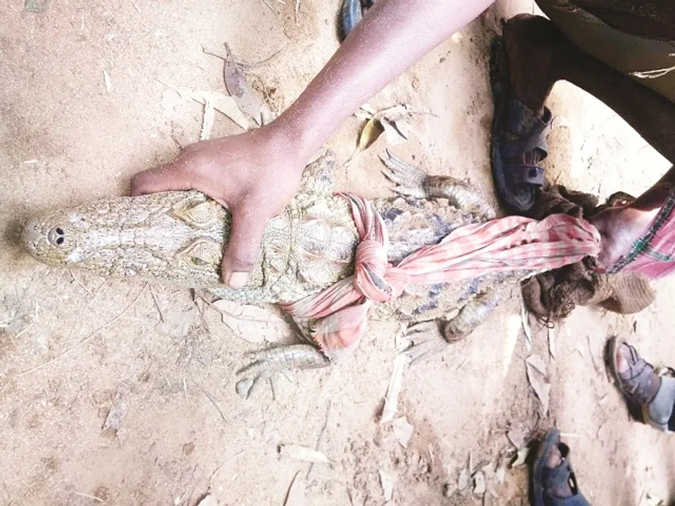  ମନ୍ଦିର ପୋଖରୀରୁ କୁମ୍ଭୀର ଉଦ୍ଧାର