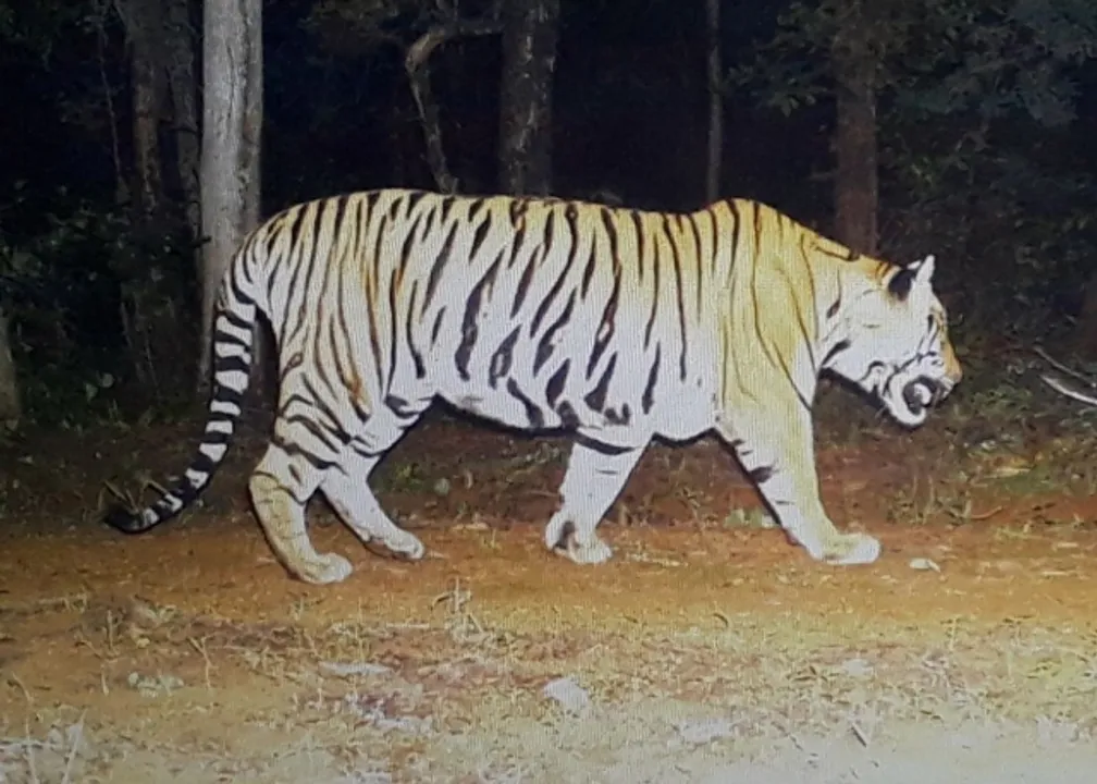  ‘ସୁନ୍ଦରୀ’ ପାଇଁ ନାକେଦମ୍‌ ହାତୀର ସହାୟତା ନେବ ବନ ବିଭାଗ