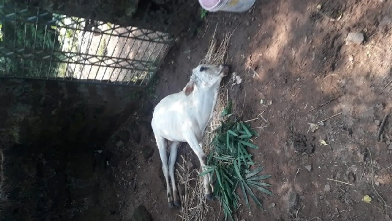  ସିଜୁଆରେ ଗୋମଡ଼କ, ଚାଷୀ ଆତଙ୍କିତ