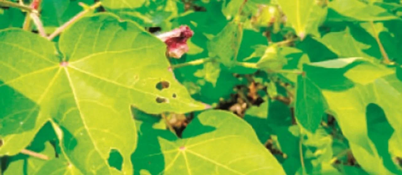  ସଂକଟରେ ଧଳାସୁନା :  ରୋଗପୋକ ଯୋଗୁଁ ଚାଷୀ ମୁଣ୍ଡରେ ଚଡ଼କ