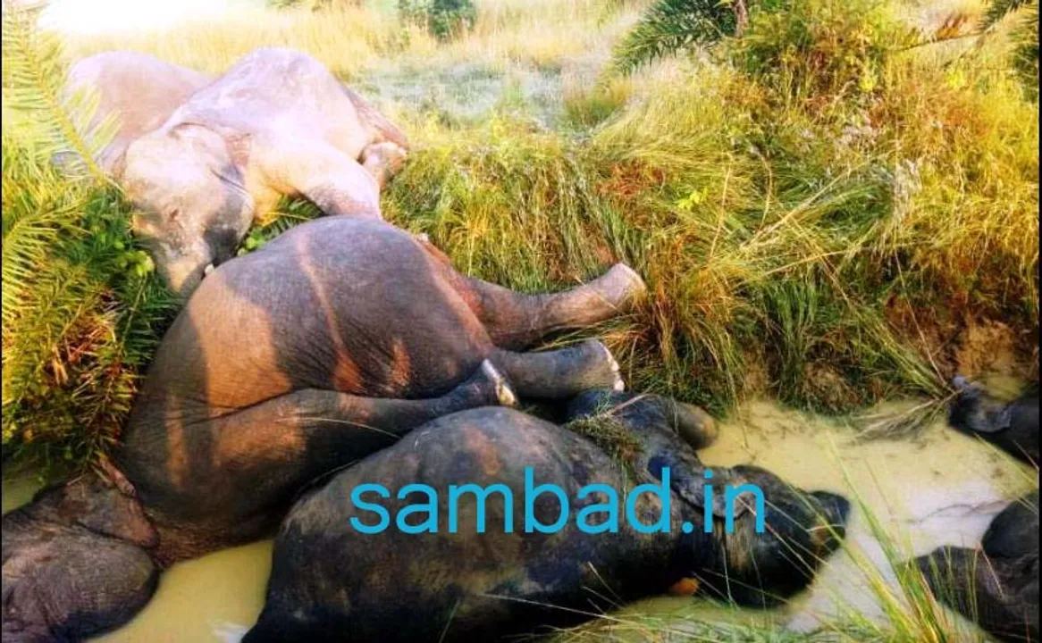  ଢେଙ୍କାନାଳ:  ବିଦ୍ୟୁତ ଆଘାତରେ ୭ ହାତୀ ମୃତ