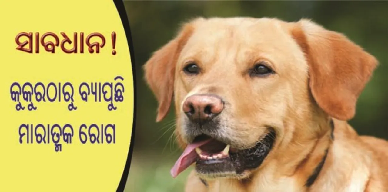  କୁକୁରଠାରୁ ବ୍ୟାପୁଛି ଯକୃତ ଏବଂ ଫୁସ୍‌ଫୁସ୍‌କୁ ଅକାମୀ ପରି ମାରାତ୍ମକ ରୋଗ!