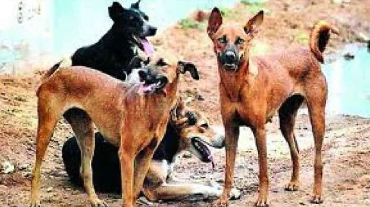  ୨୦ କୁକୁରଙ୍କୁ ବିଷ ଦେଇ ମାରିଲେ ସନ୍ଦିଗ୍ଧ ଡକାୟତ ଦଳ