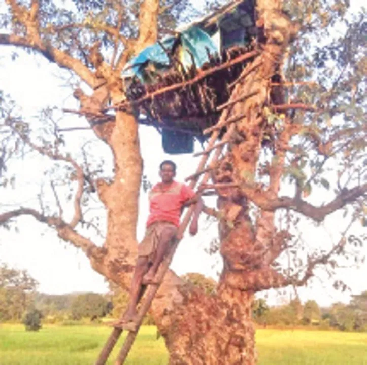 ଦିନକୁ ଦିନ ବଢୁଛି ହାତୀ ଉପଦ୍ରବ : ହାତୀ ପାଇଁ ଚାଷୀମାନଙ୍କ ରାତି କଟୁଛି ମଞ୍ଚାରେ