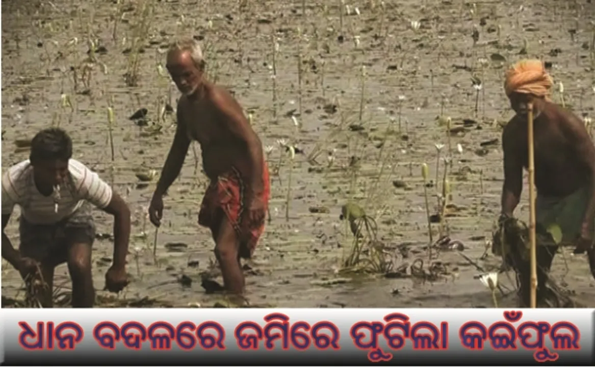  ଶହ ଶହ ଏକର ଜମିରେ ଧାନ ବଦଳରେ ଫୁଟିଲା କଇଁଫୁଲ : ଚିନ୍ତାରେ ଚାଷୀ, କିଭଳି ସୁଝିବେ ଋଣ